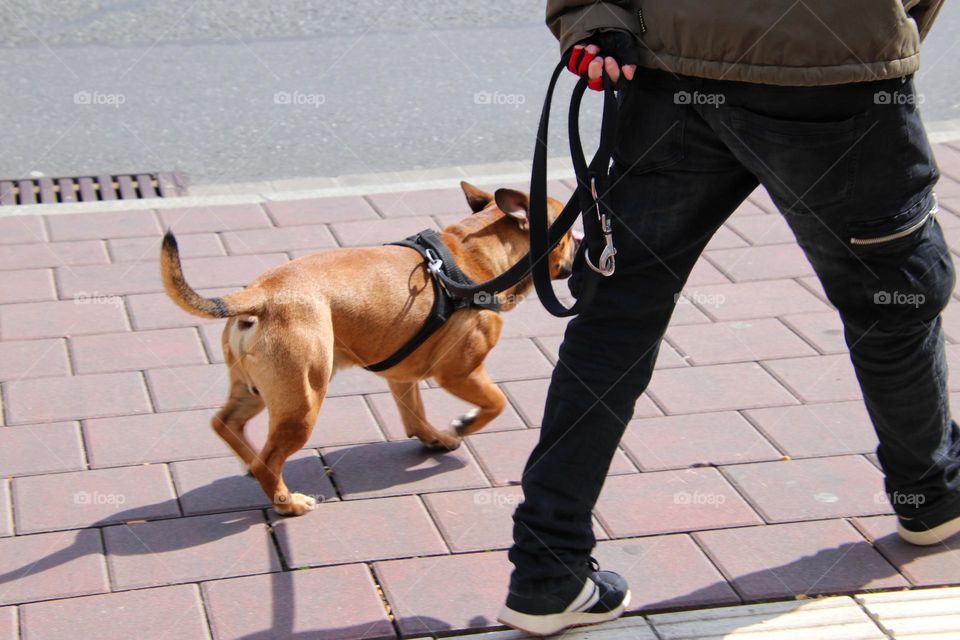 A man walks his dog on a leash in the city on sidewalk 