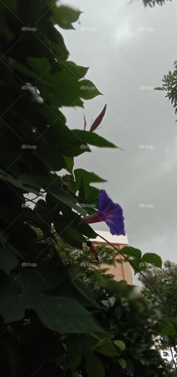 Happy Blooms 🌼❤️