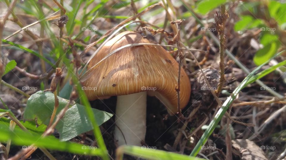 Autumn Mushroom