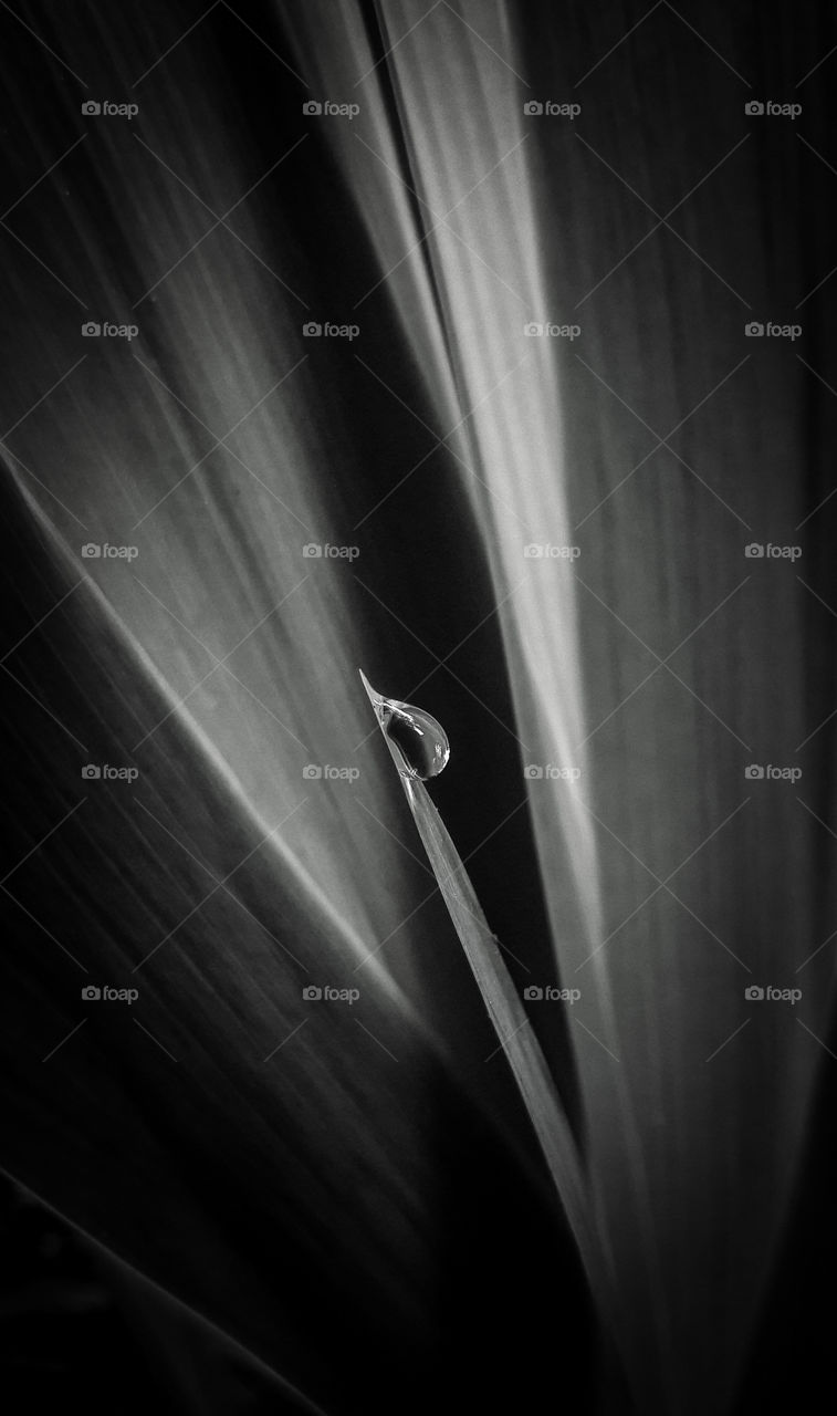 A single dew drop on an Iris leaf. Is highlighted by the contrast of black and white photography.
