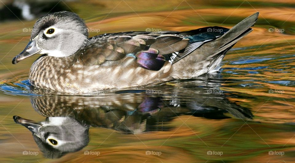 Reflection of duck's head in the water