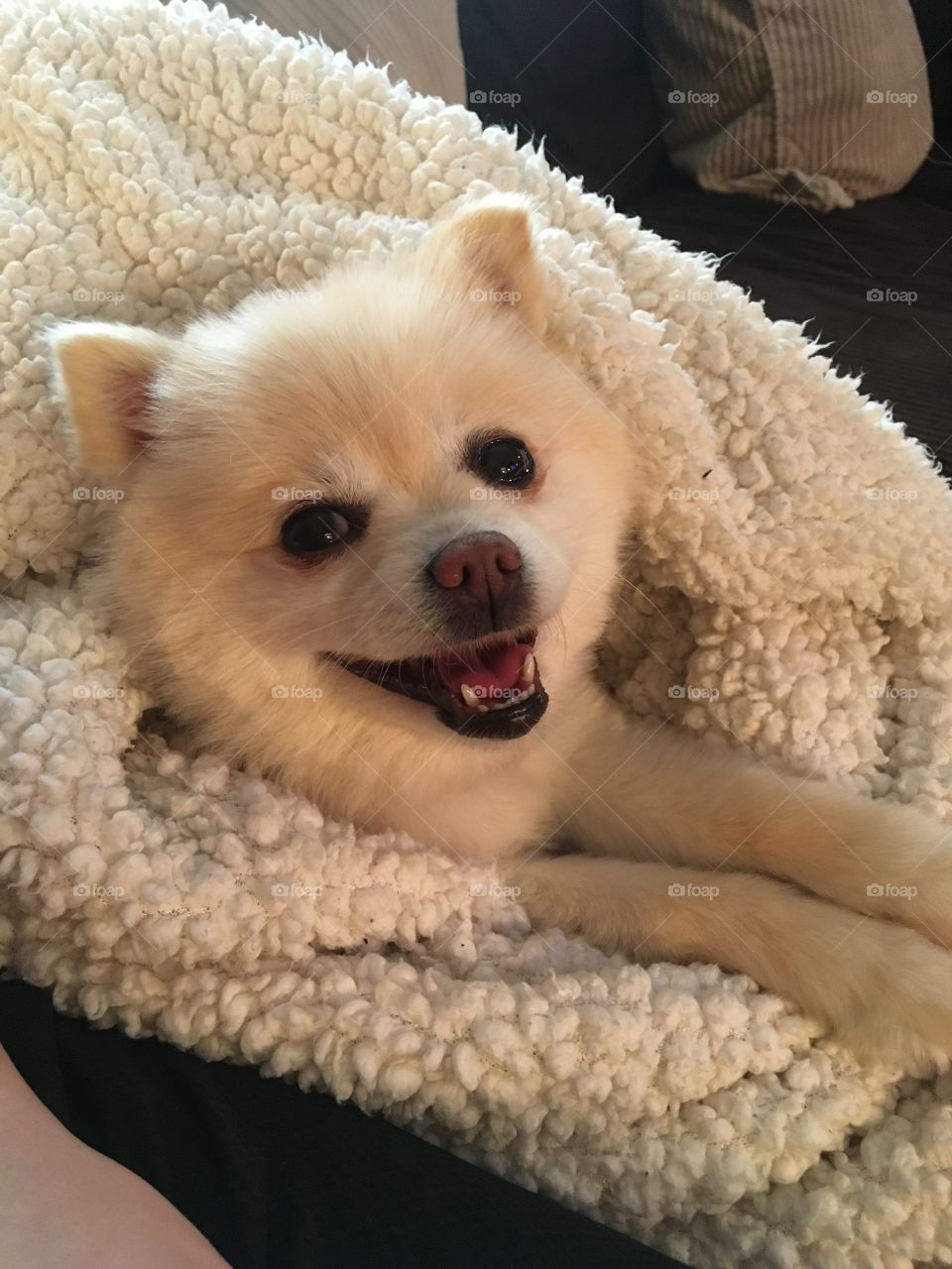 Happy puppy in the blanket. 