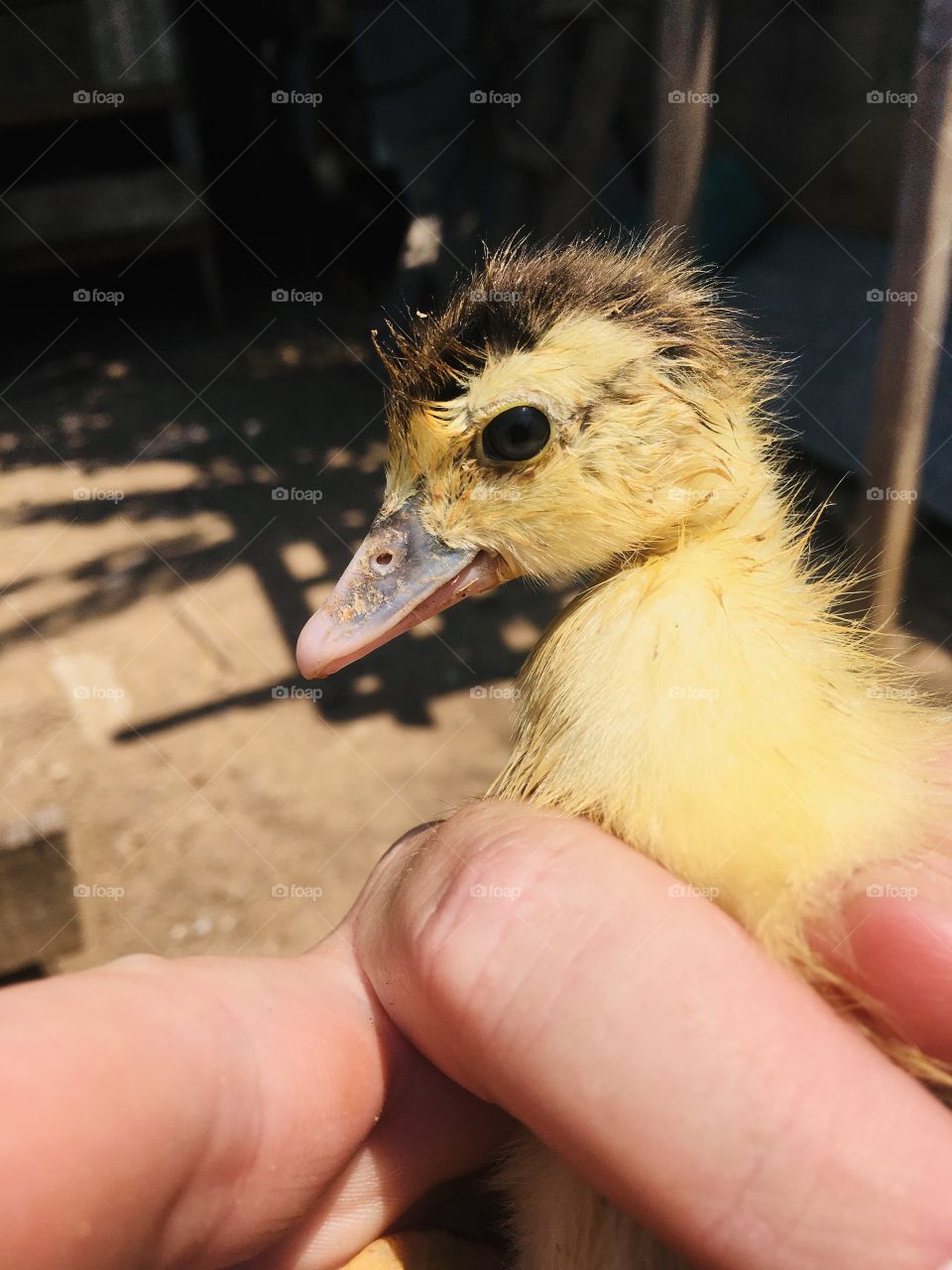 A little yellow duck to brighten up our house!  Want a cuter pet than this one? / Um pequeno pato amarelo para alegrar nossa casa! Quer bicho de estimação mais fofinho do que esse?