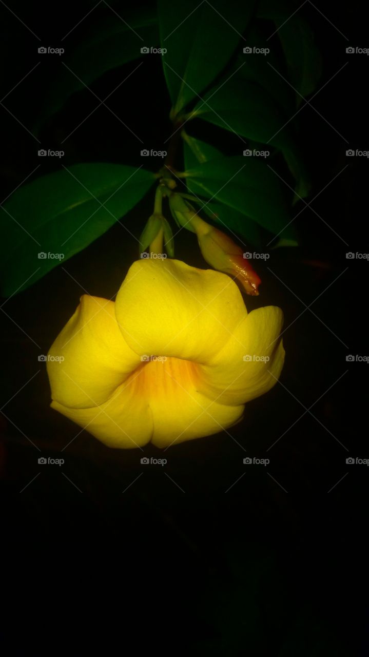 Flower, Color, No Person, Desktop, Flora