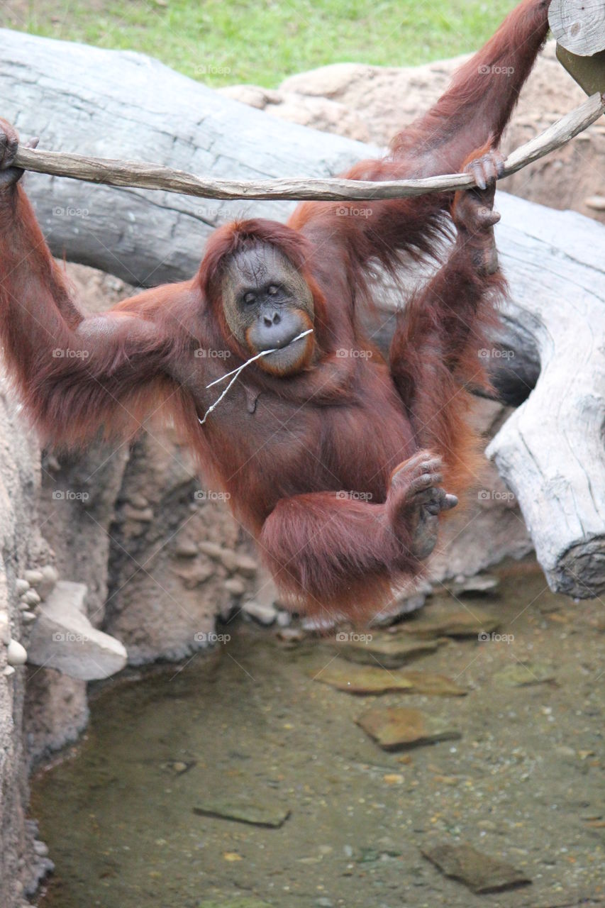 Hanging around. Orangutan at Florida zoo