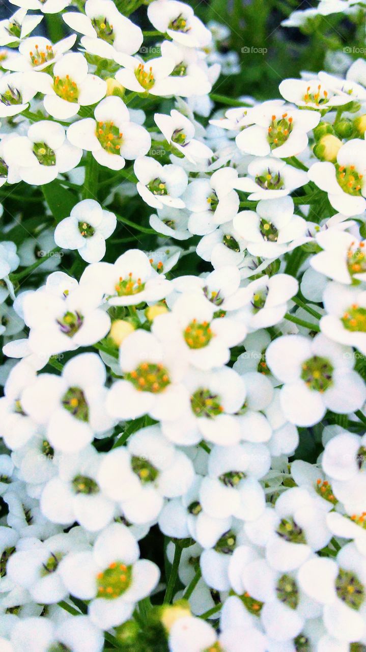 summer time. flowers. colors. beauty