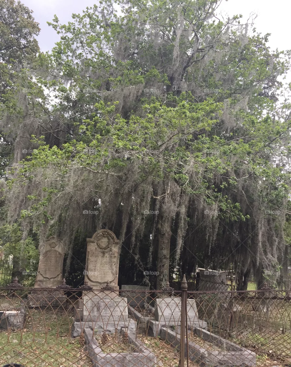 Enjoying a walk through a eerily, elegant cemetery.