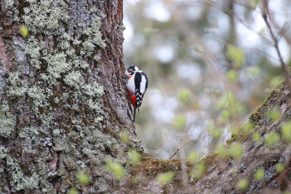 Too big nut.  Greed. A beautiful bright woodpecker with red feathers chooses a bigger nut