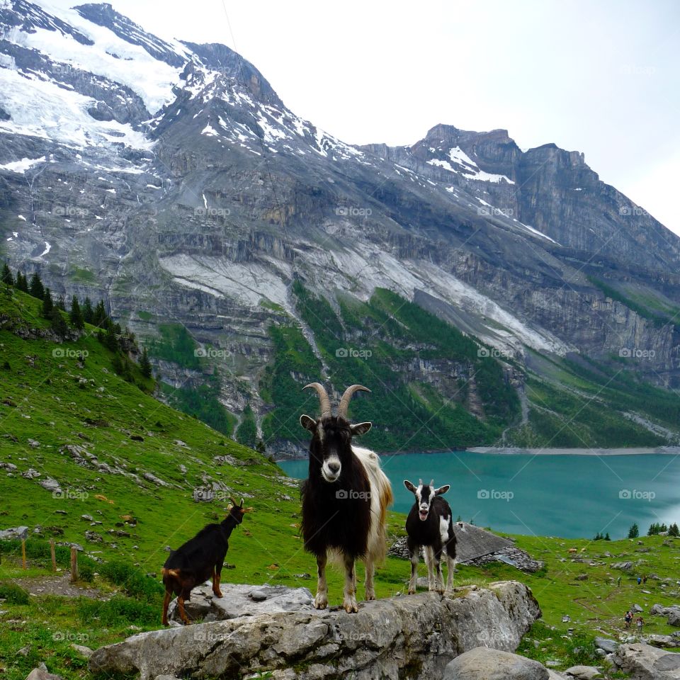 Mountain goat on rock