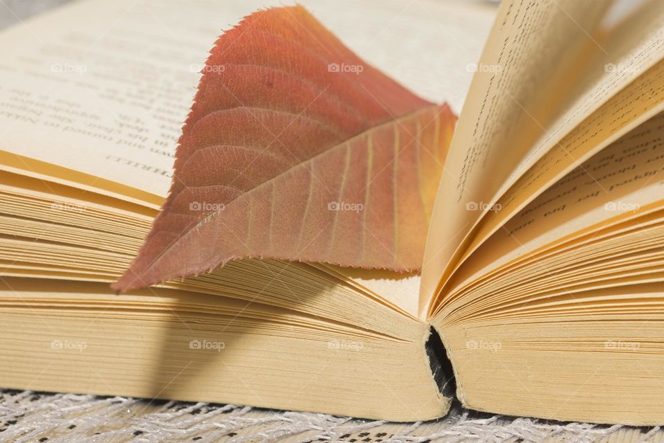 Autumn leaves and book