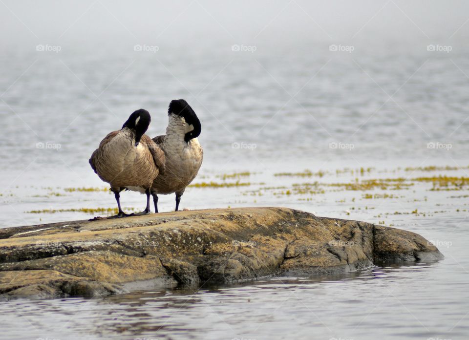 Two canadian geese