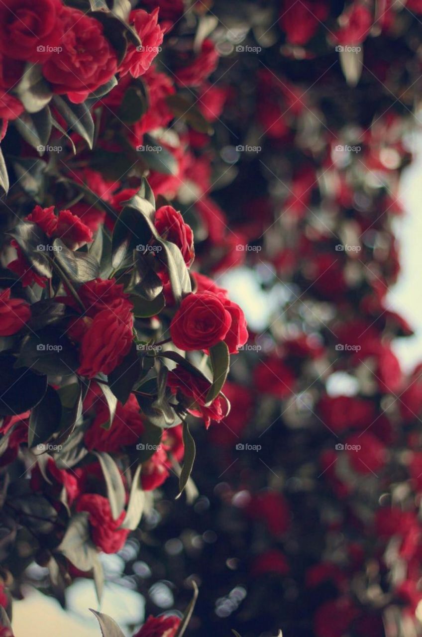 Red flowers
