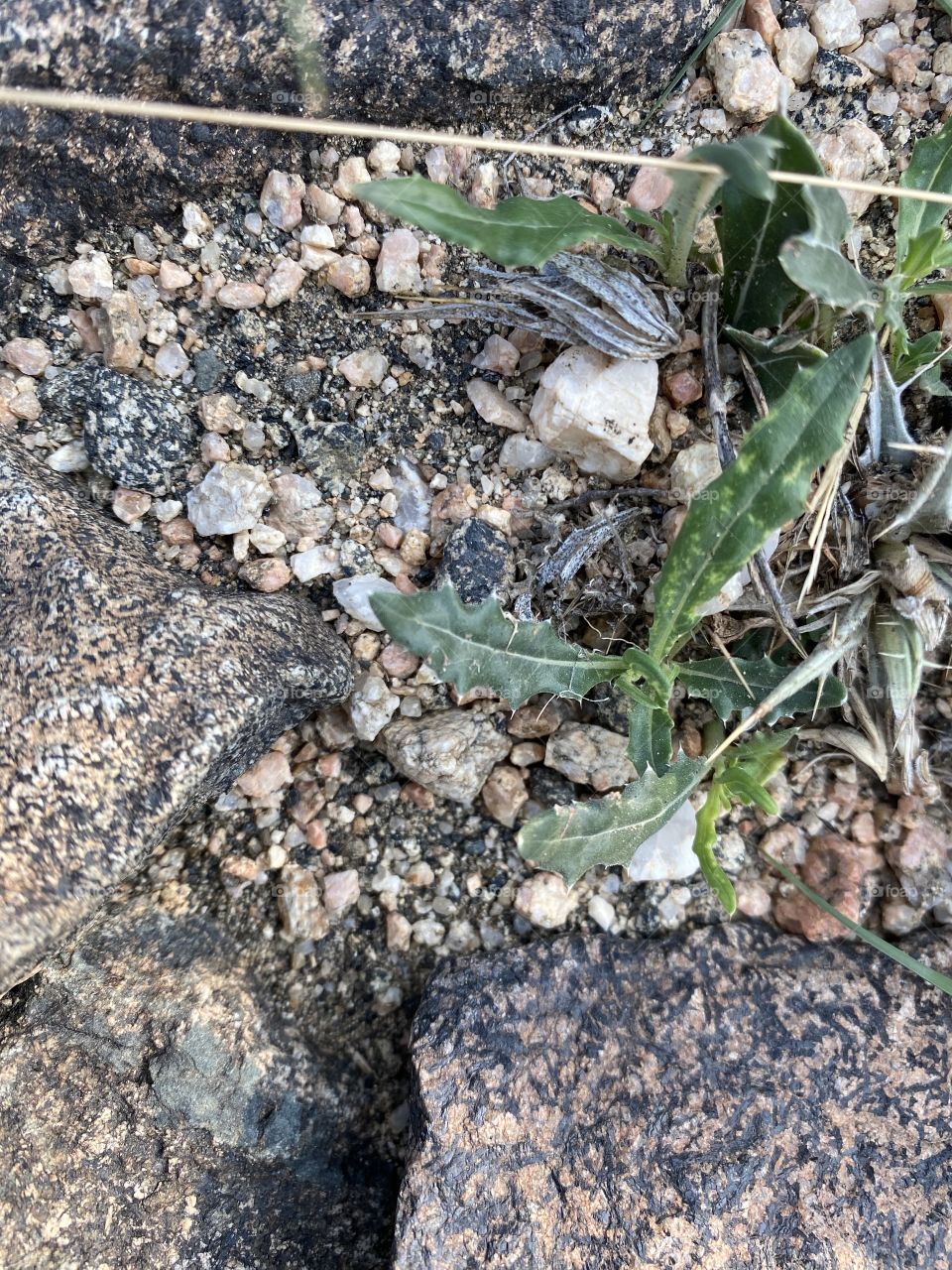 in the beloved land of taif 