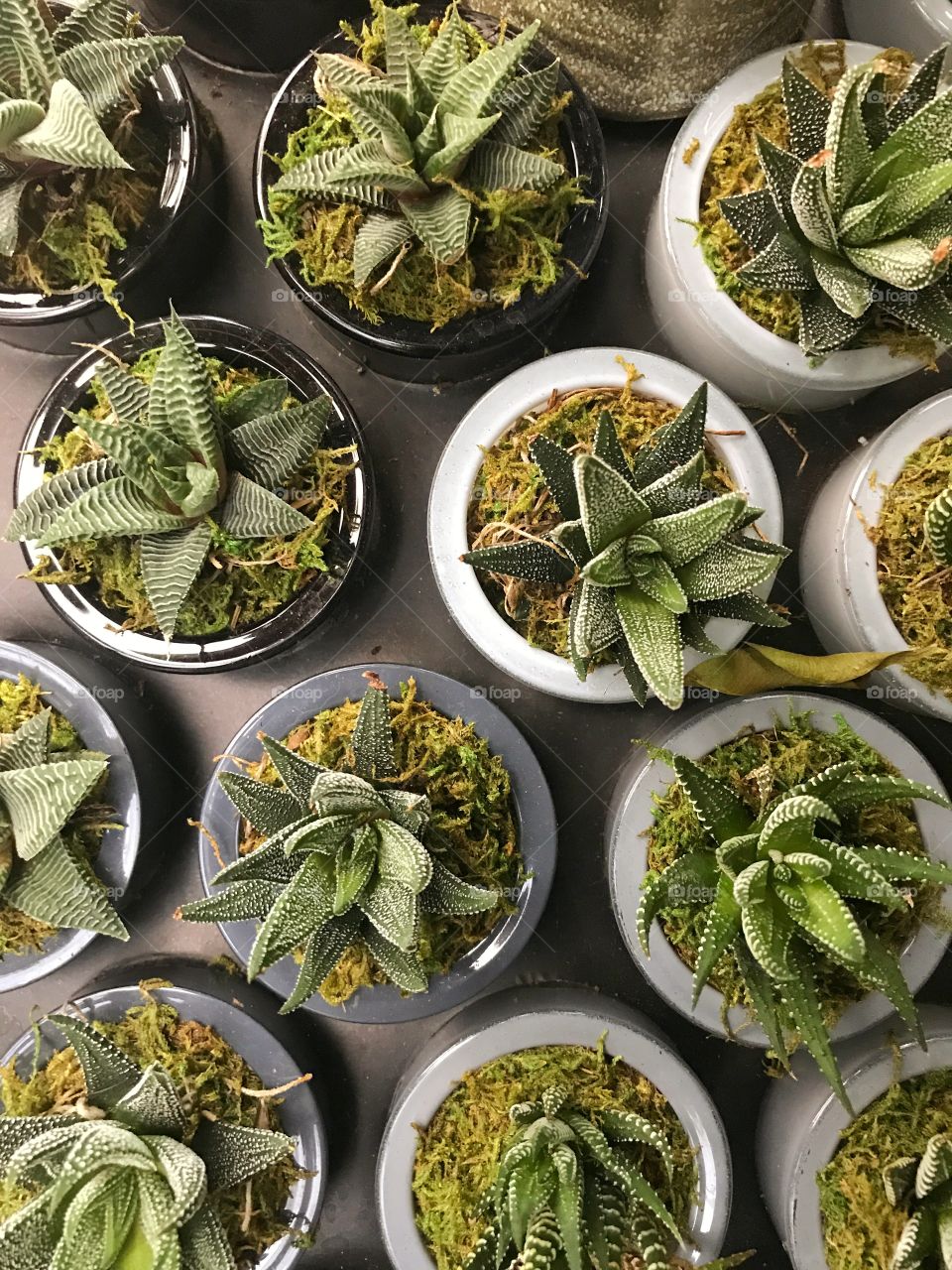 Small Succulent plants in pots 
