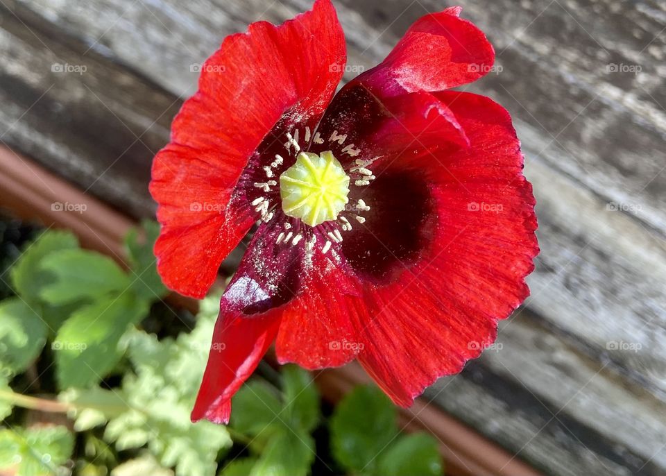 Pretty little poppy