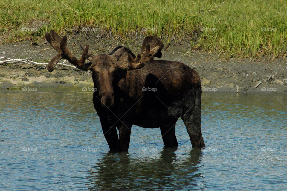 river animals wild deer by illusionfactory