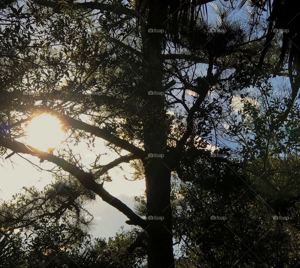 Sun Glow Through The Woods