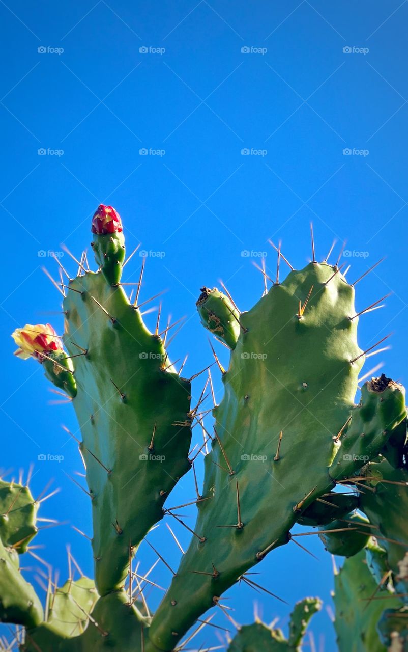Cactus with blue sky background 