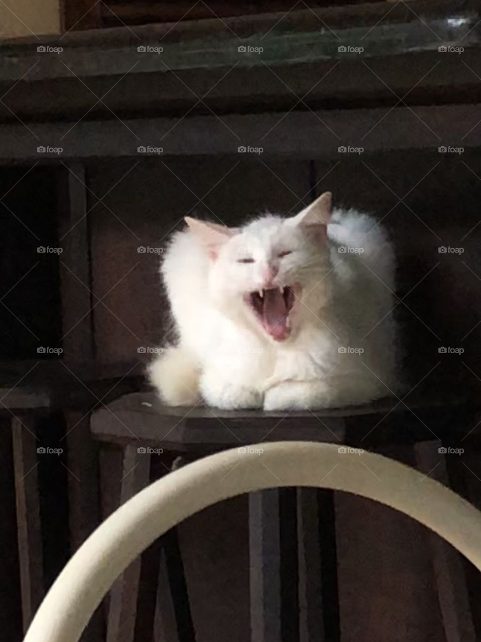 Gato engraçado rindo em cima de um banco