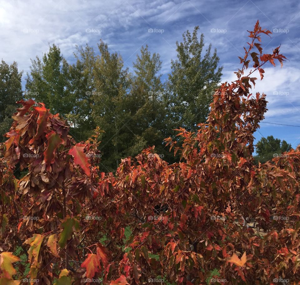 A maple tree that has leaves turning red for the fall has evergreen trees in the background. 