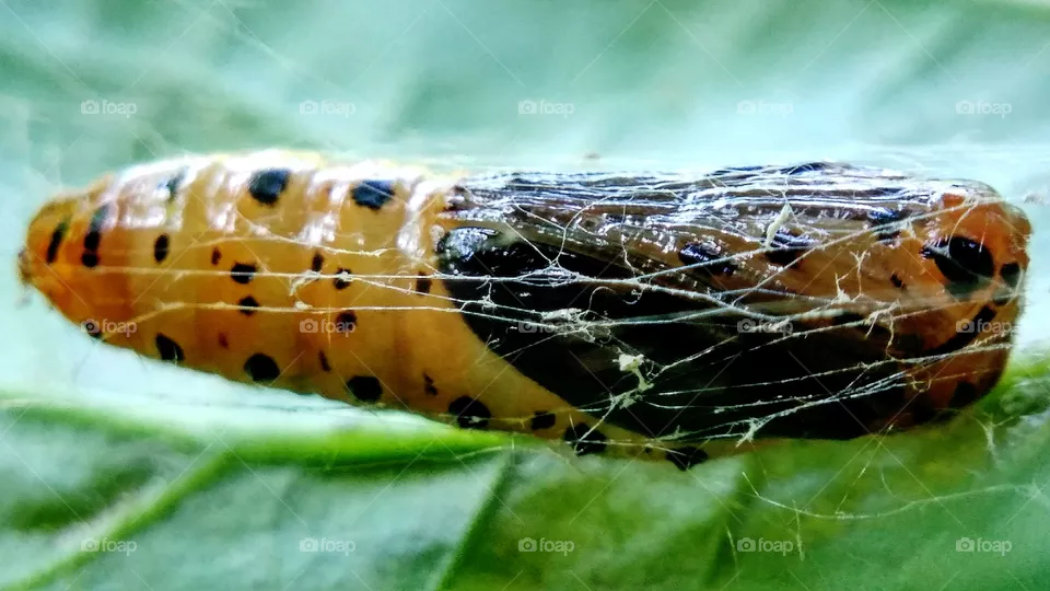 cocoon