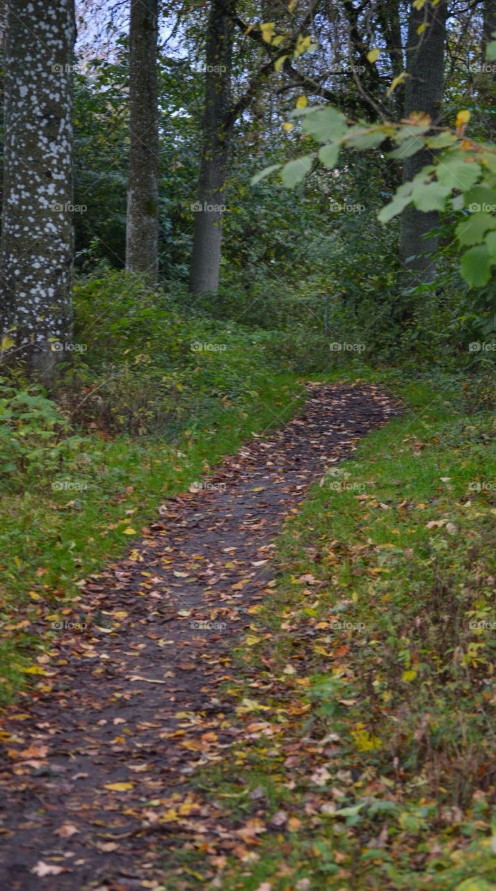 Path in the woods