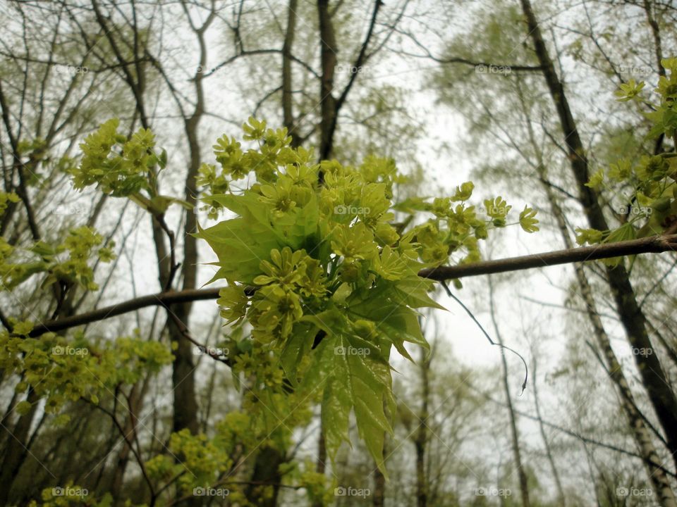 Tree, Nature, Leaf, Wood, Park