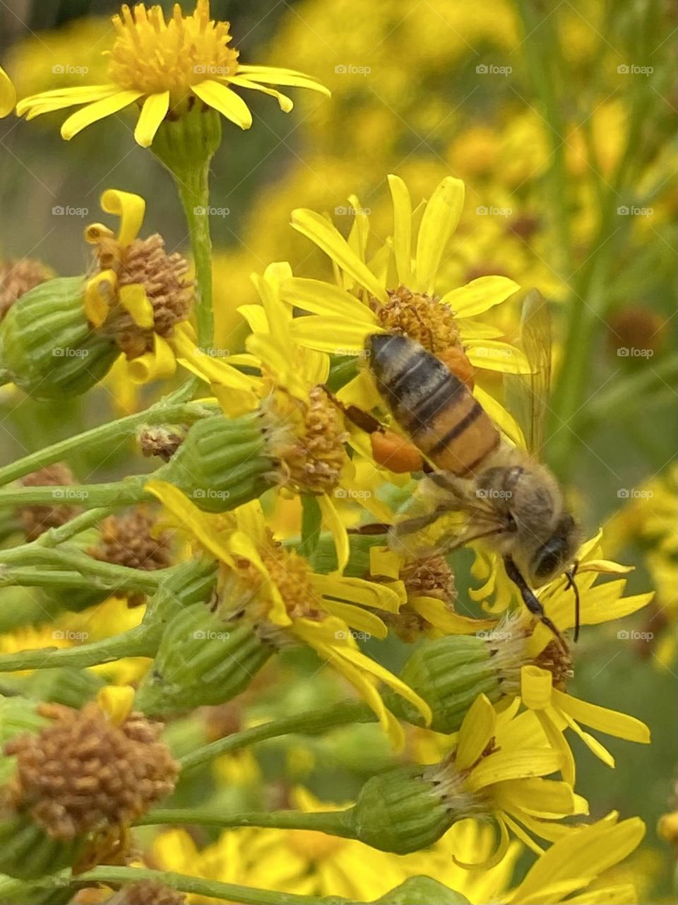 Bee on Yellow flower 