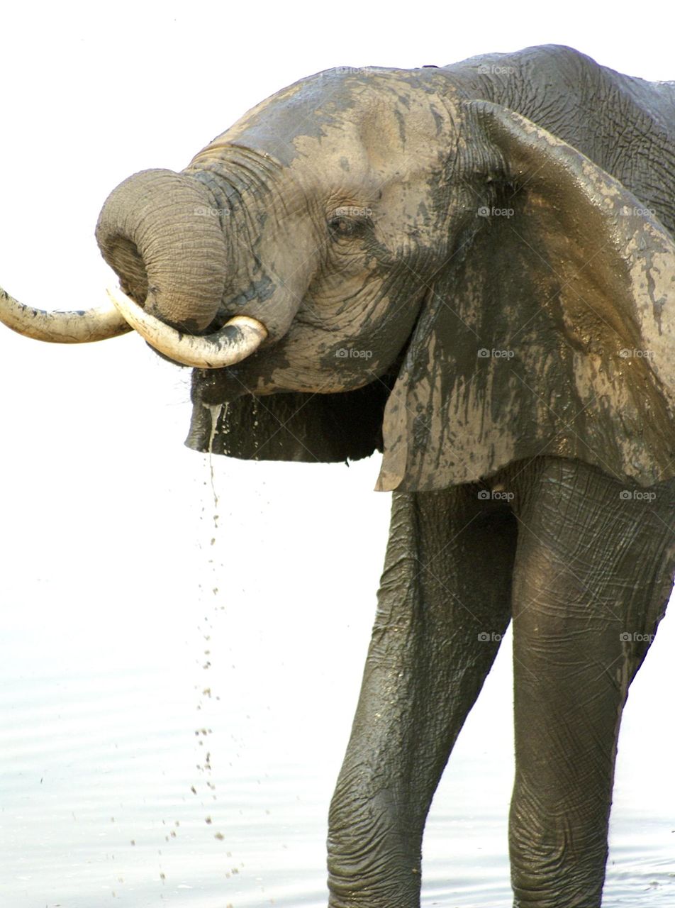 An elephant drinking water - titled “droplets” 