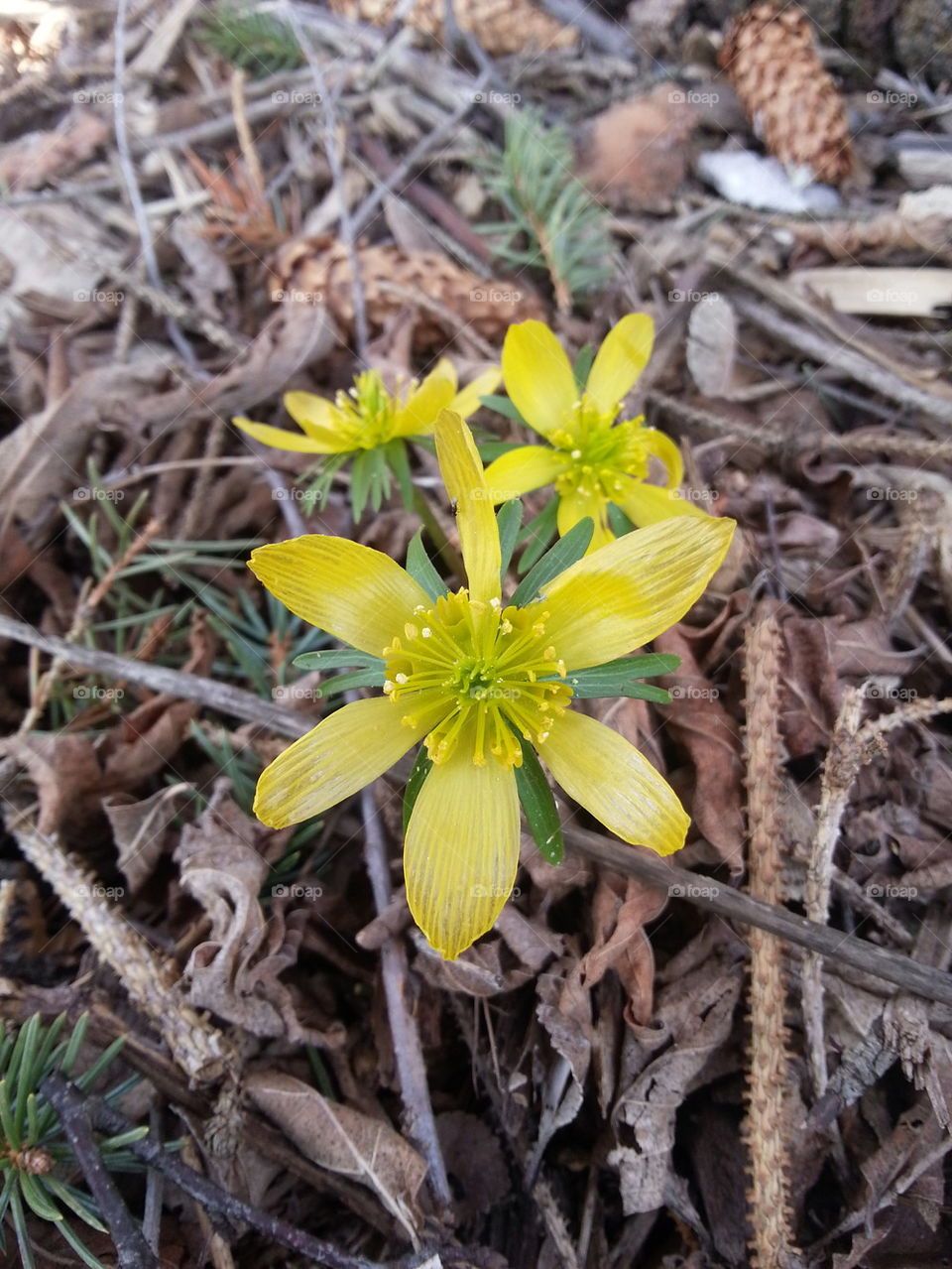 may flowers