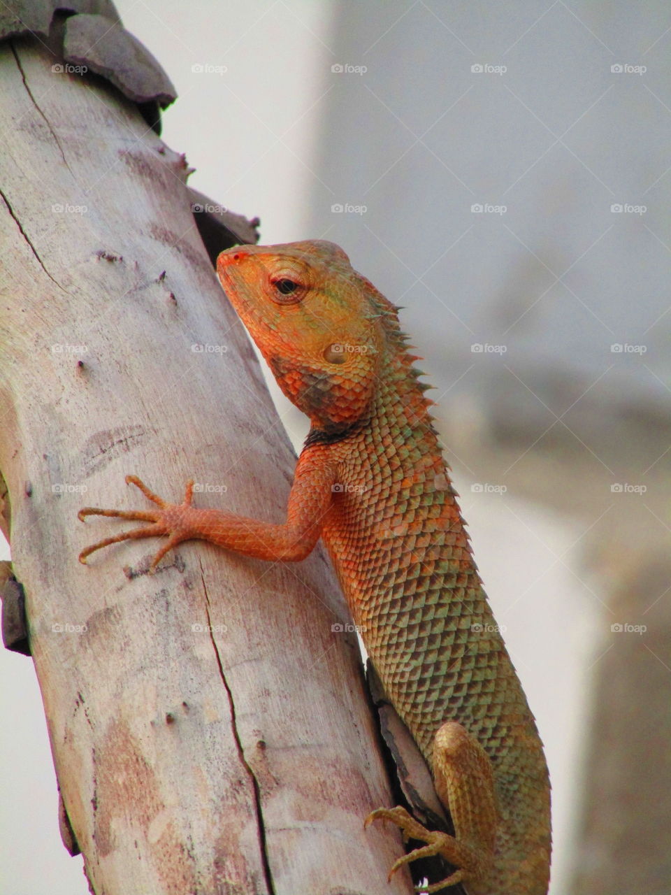 The oriental garden lizard, eastern garden lizard, bloodsucker or changeable lizard (Calotes versicolor) is an agamid lizard found widely distributed in indo-Malaya
