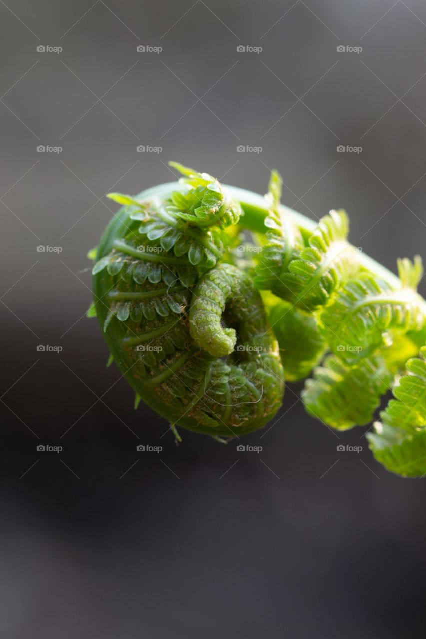 Spring plant growing in the forest