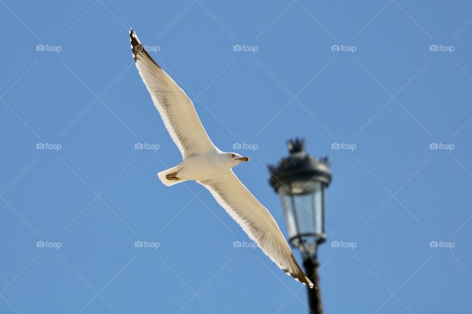 freedom in the city ;) seagull in flight :)