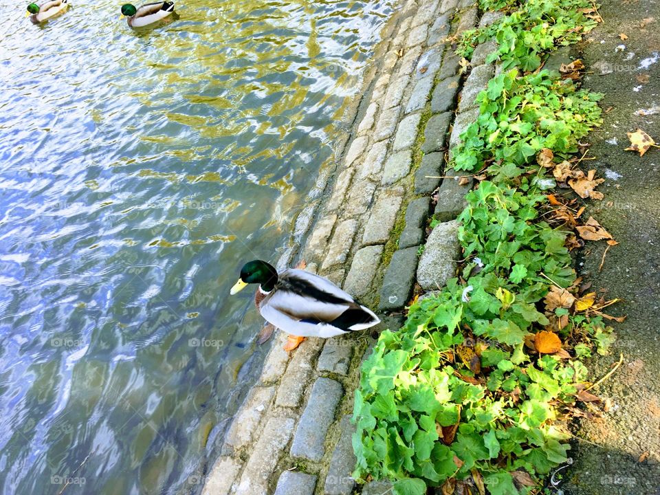 #duck #lake #newcastle