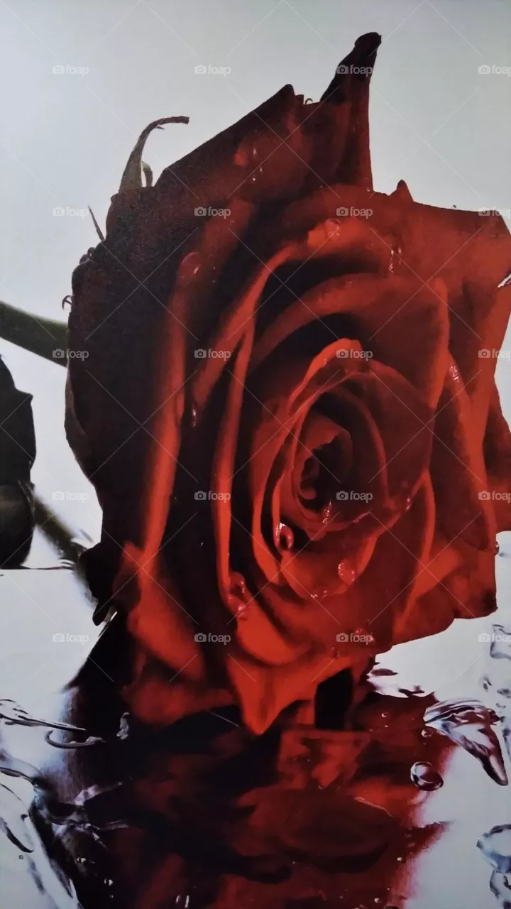 rose
