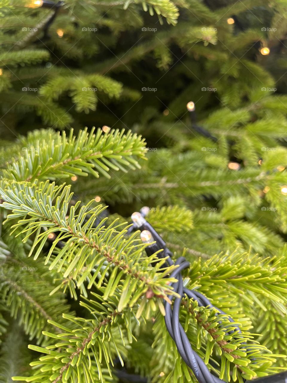 Christmas Tree with Christmas lights