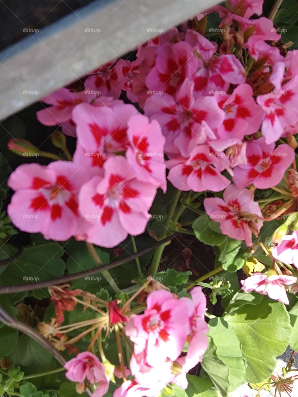 pink and red flowers
