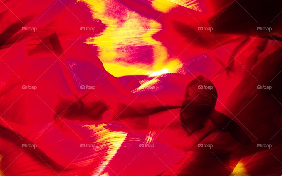 Tulip petals in the light.  Abstract photography.  Red, pink, yellow, black spots and stripes.