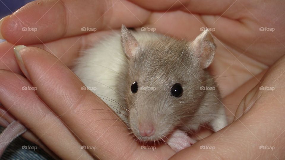 A Funny Mice