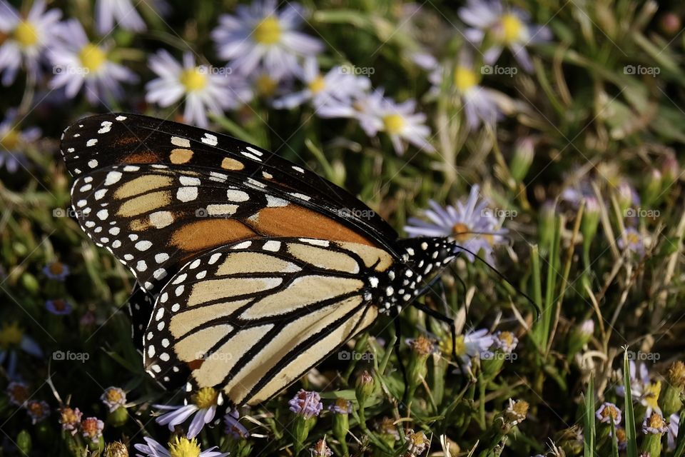 Just A 
Sing it loud
Just a a butter fly
Butterfly with model release