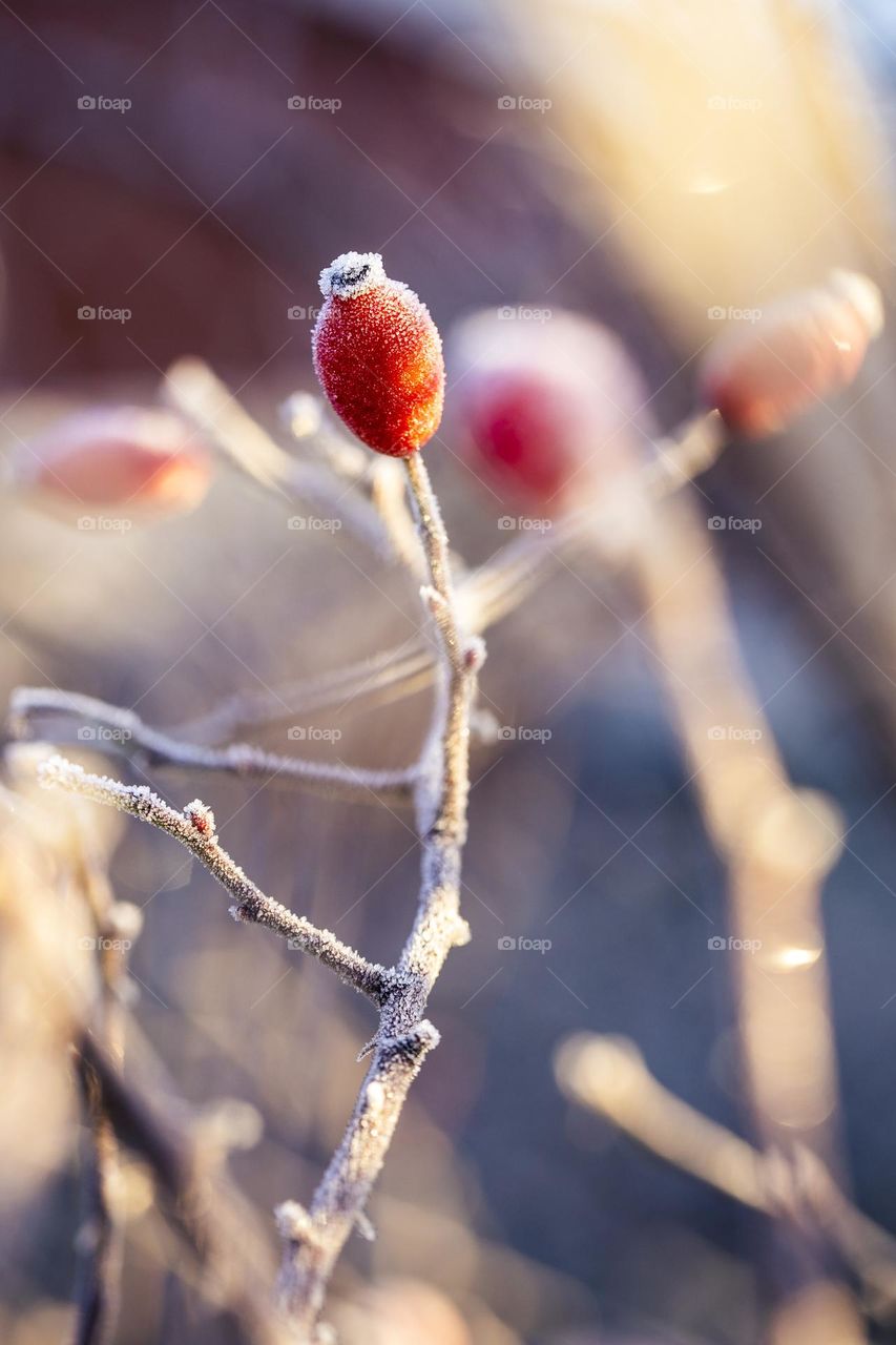 A portrait of a rose hip berry hanging on a smaller branch of a wild rose bush during winter. the fruit is frozen and has frost ice crystals all over.