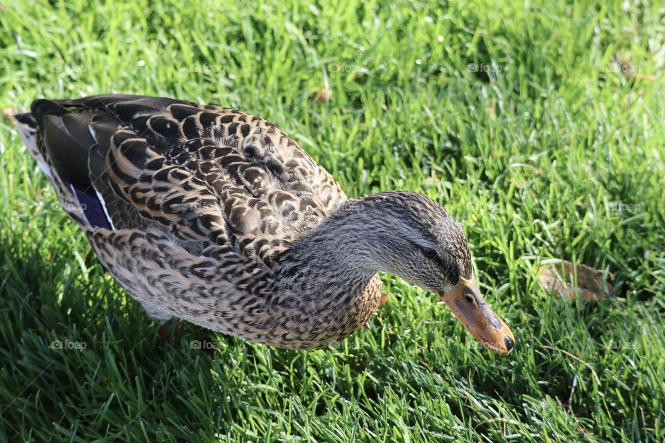 Searching the grass for lunch