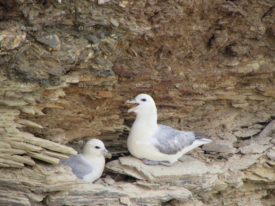 seagulls