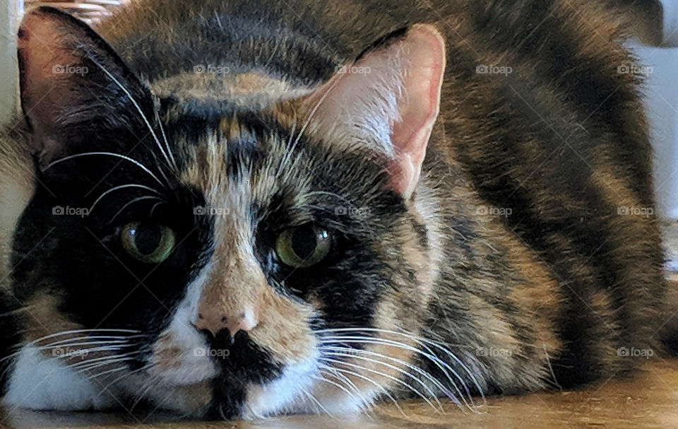 Wide-eyed calico cat ready to pounce