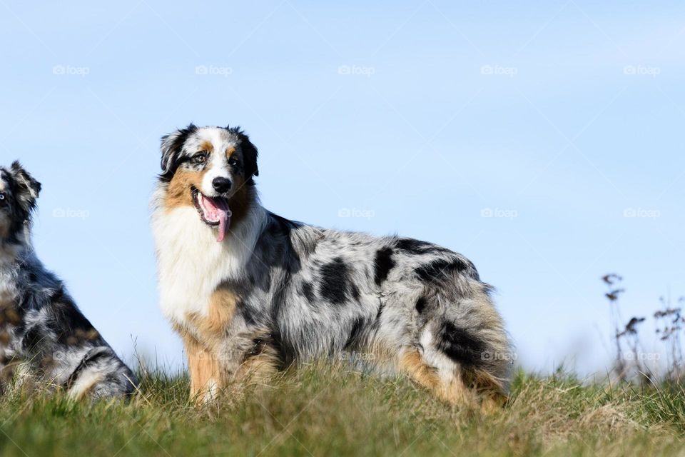 Blue merle Australian Shepherd