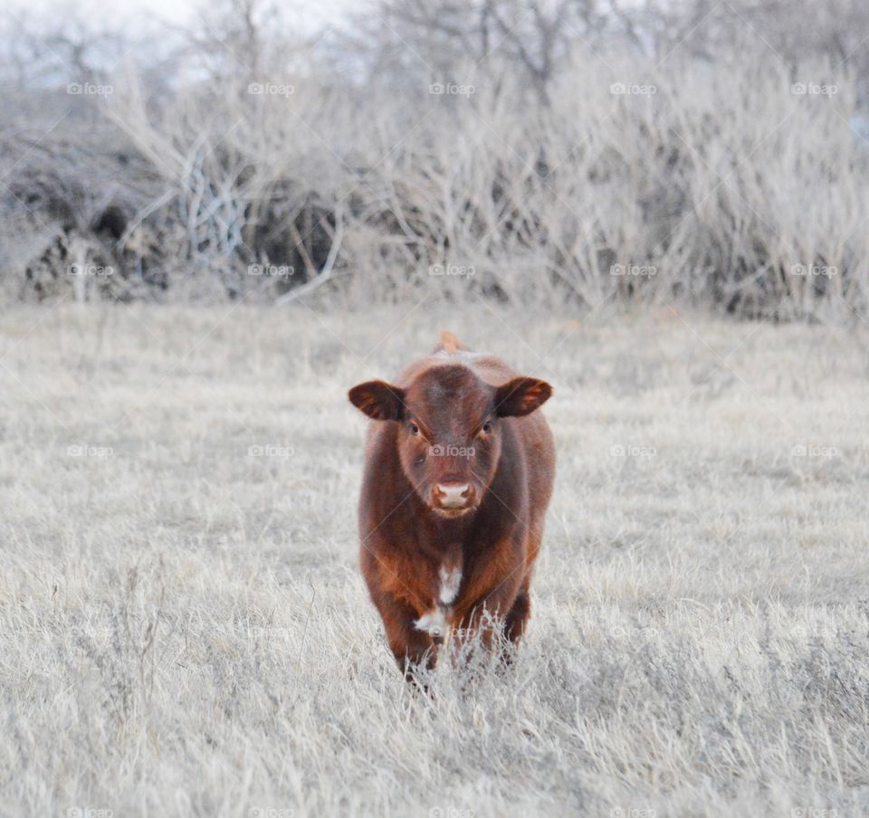 Baby bull calf in the pasture. 