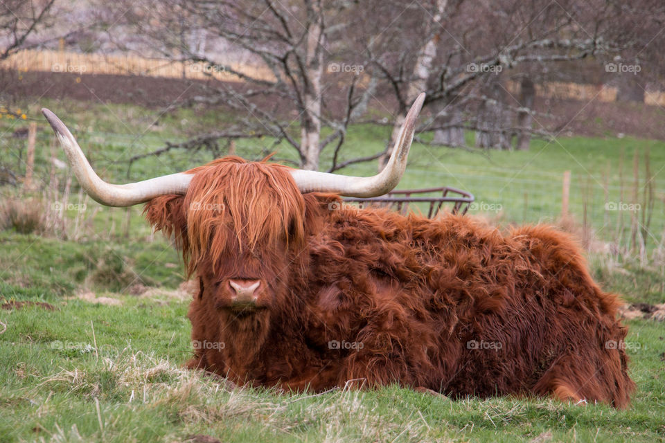 Hello highland cow 