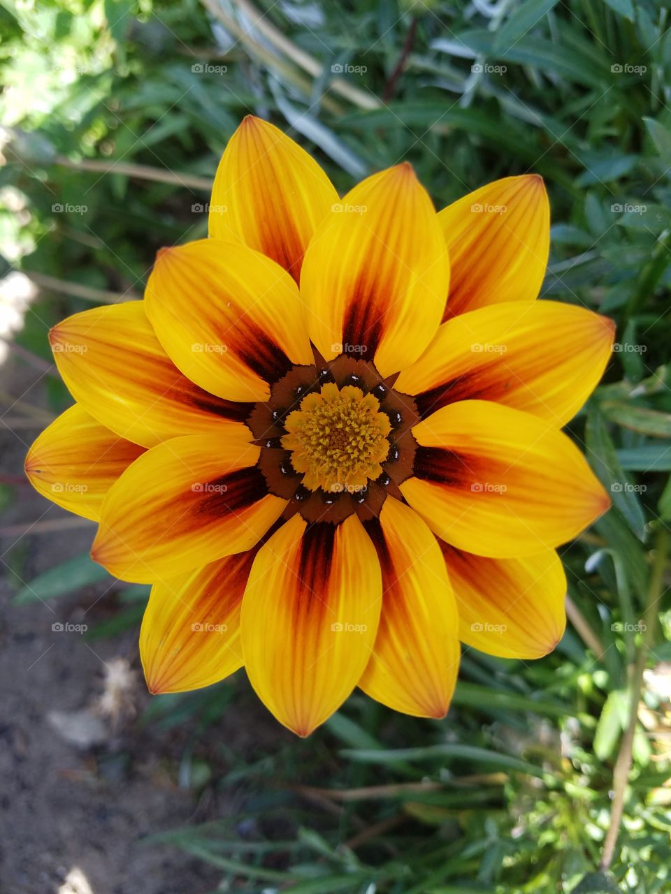 perfect yellow flower