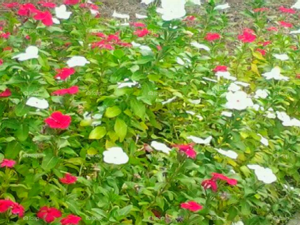 Flowers on the spring time