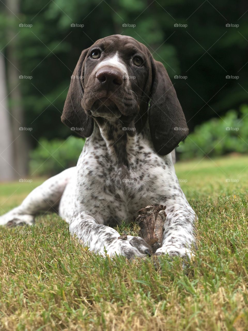 German Shorthair pointer puppy 